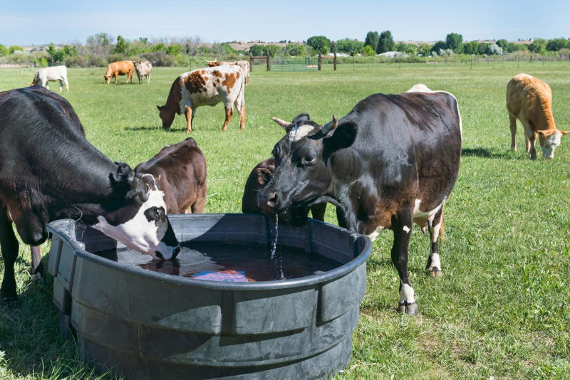 Água para produzir carne