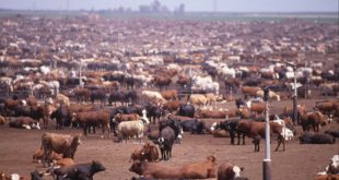 O consumo de carne não é sustentável