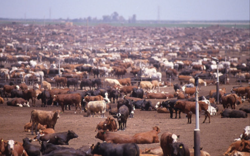 O consumo de carne não é sustentável